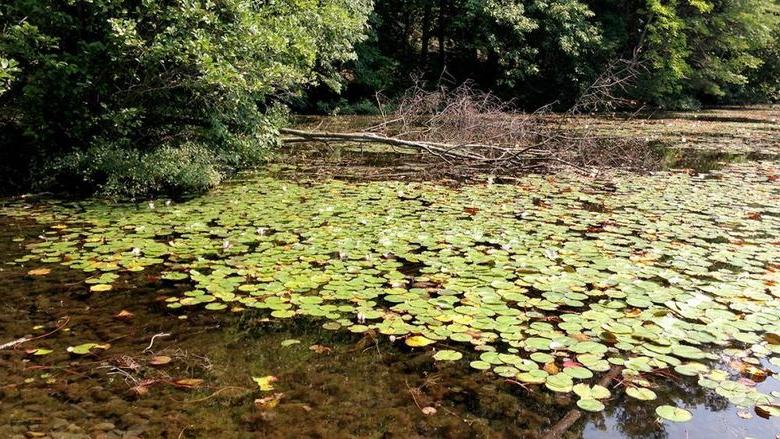 Lilypads in a lake